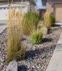 Rock garden with trees and shrubs